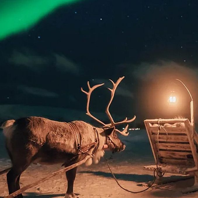 Reinsdyrsafari med sameleir og middag