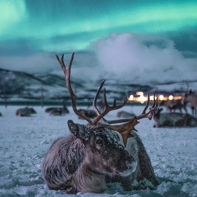 Reinsdyrsafari med middag og nordlys