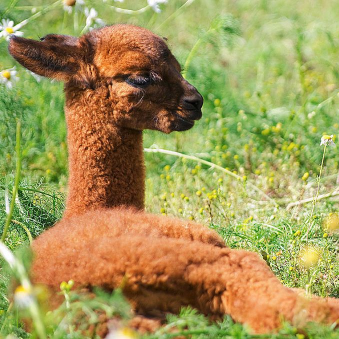 Alpakkabesøk