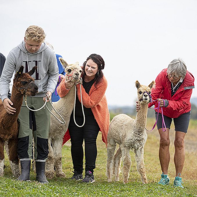 Alpakkavandring for to