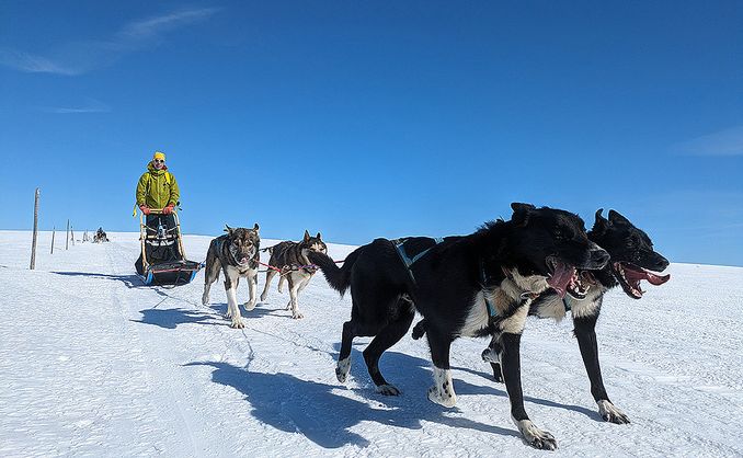 Hundekjøring heldagstur