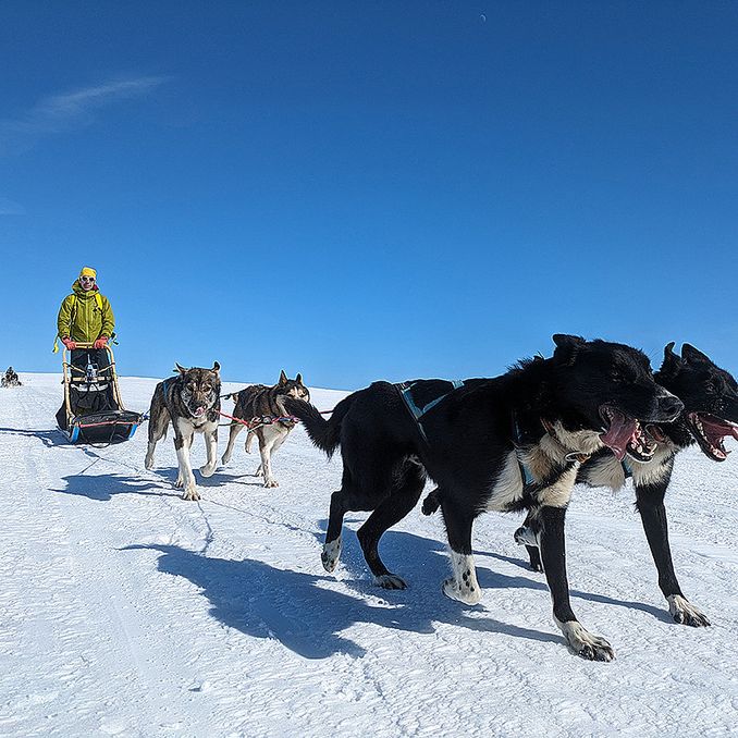 Hundekjøring heldagstur
