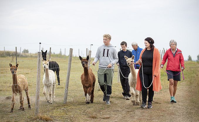 Alpakkavandring for familien