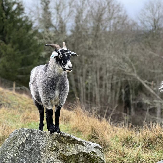 Geitevandring for to