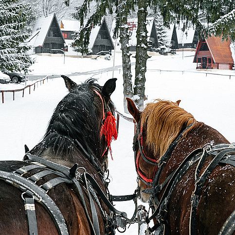 Skogsmiddag i Volldalskoja