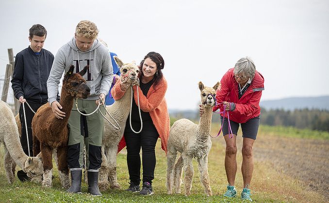 Alpakkavandring for to