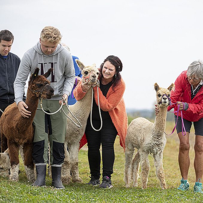 Alpakkavandring for to