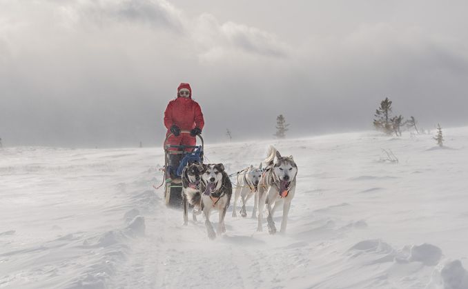 Hundekjøring med kennelbesøk